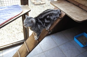 Cat Playing on Ladder at Toton Cattery