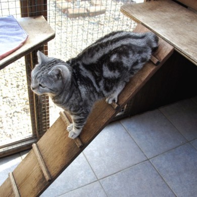 Cat Playing on Ladder at Toton Cattery