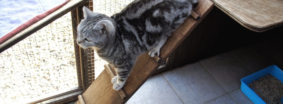 Cat Playing on Ladder at Toton Cattery