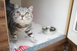 Cute cat looking up in their cosy pen at Toton Cattery