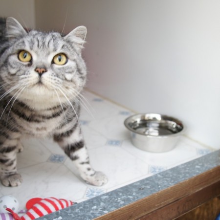 Cute cat looking up in their cosy pen at Toton Cattery