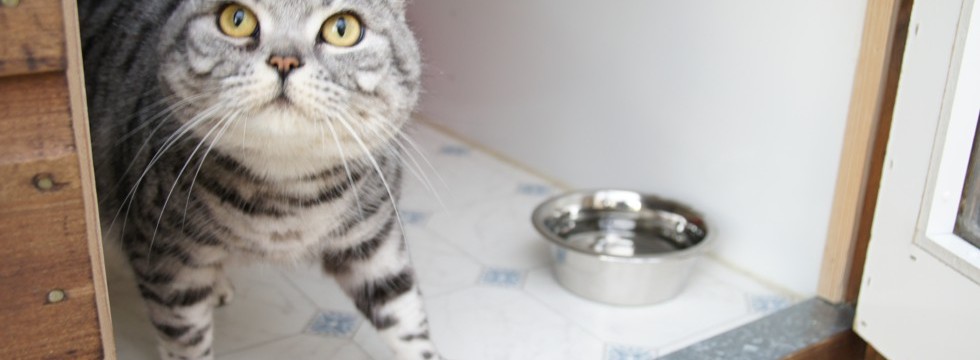 Cute cat looking up in their cosy pen at Toton Cattery