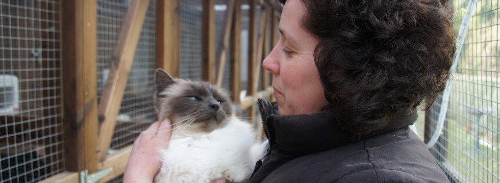 Owner of Toton Cattery Sue Stroking Miko